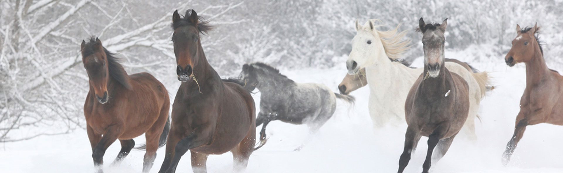 horses